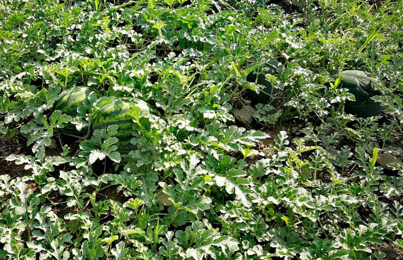Agropensiunea Valea Fagilor Luncavita ภายนอก รูปภาพ